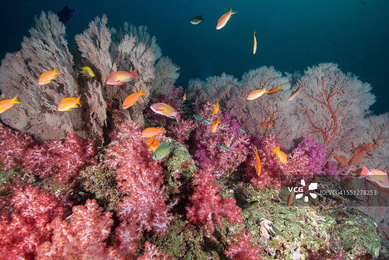 泰国安达曼海的软珊瑚珊瑚礁图片素材