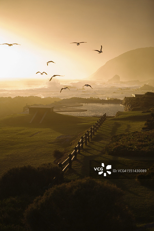 日落时分飞翔的海鸥图片素材