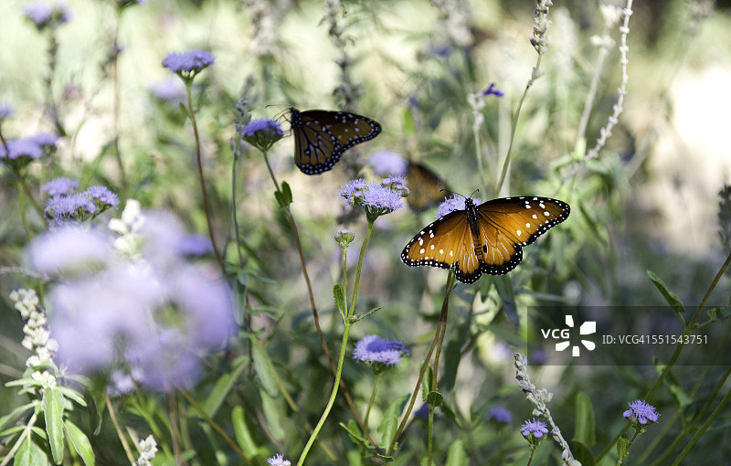蝴蝶花园图片素材