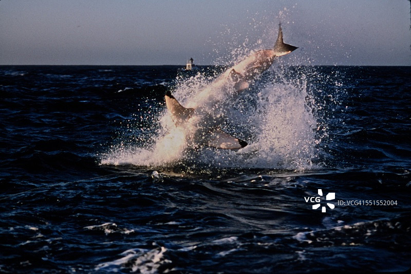 跃出水面的大白鲨图片素材