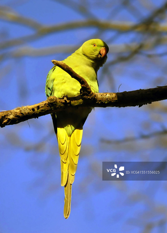 绿色爱心图片素材