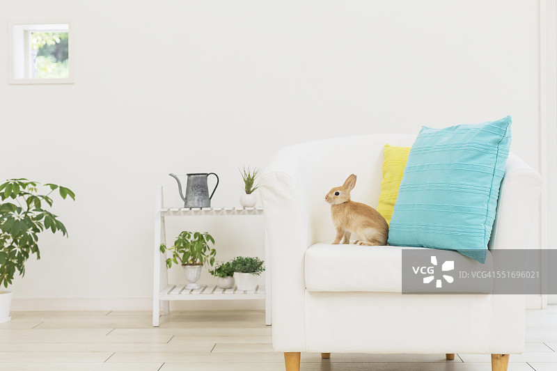 坐在扶手椅上的兔子图片素材