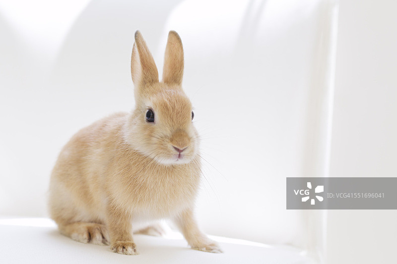棕色兔子图片素材