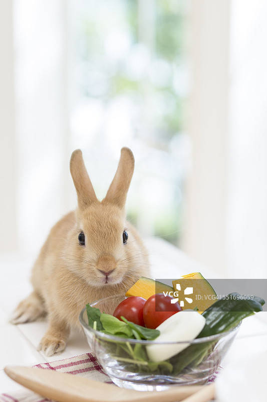 兔子与沙拉碗图片素材