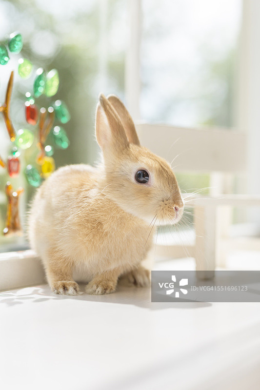 窗台上的兔子图片素材