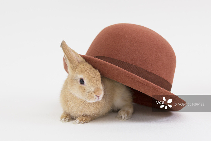 戴着大帽子的棕色兔子图片素材