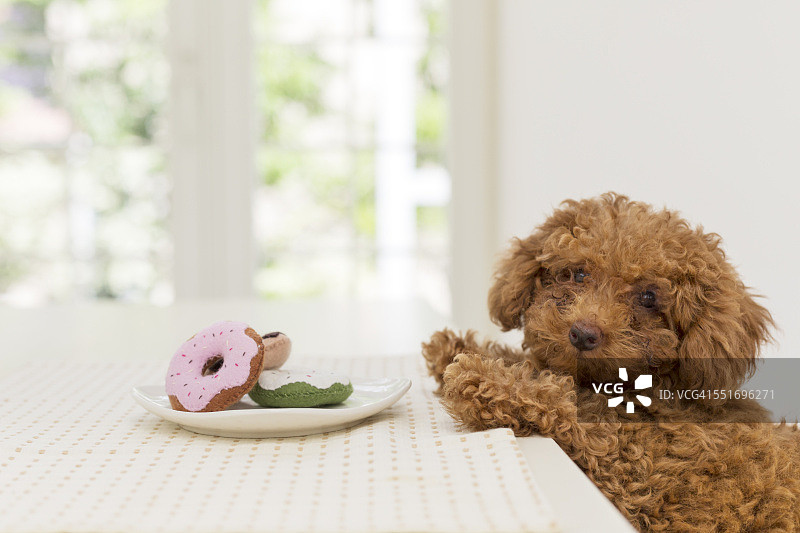 在家吃甜甜圈的玩具贵宾犬图片素材