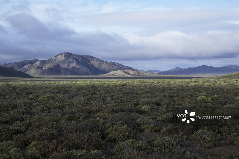 群山背景下的绿色灌木平原图片素材