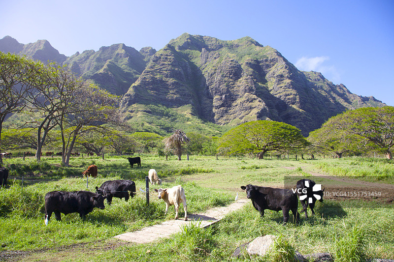 夏威夷瓦胡岛库阿洛亚农场图片素材