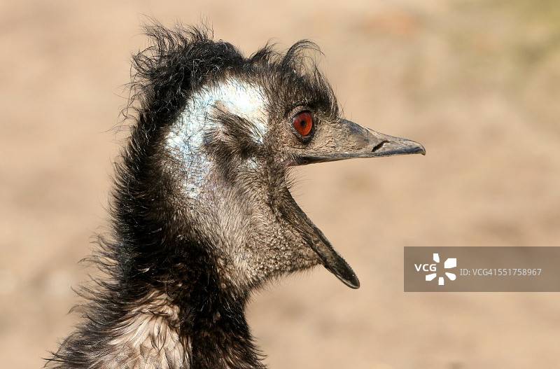 各种情绪的鸸鹋图片素材