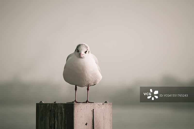 海鸥肖像图片素材