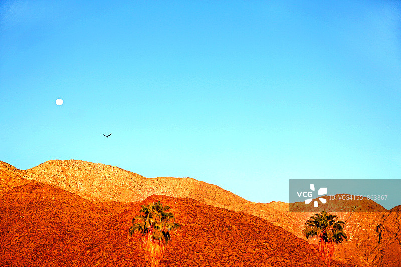 棕榈泉的鸟、月亮与沙漠群山图片素材