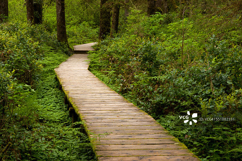 穿过茂密森林的木制走道图片素材