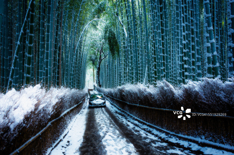 汽车穿过白雪皑皑的竹林图片素材