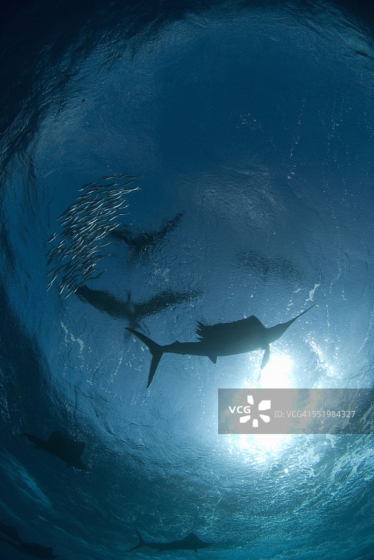 大西洋旗鱼聚集在墨西哥金塔纳罗奥州孔托伊岛水域周围，捕猎和喂食迁徙的沙丁鱼图片素材