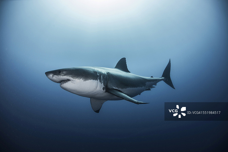 在墨西哥瓜达卢佩岛太平洋海域游泳的大白鲨图片素材