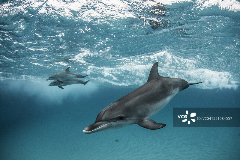 三只大西洋斑点海豚在巴哈马群岛的沙洲附近游泳嬉戏图片素材