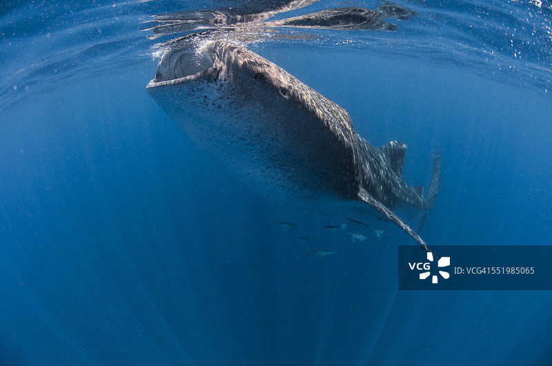 墨西哥金塔纳罗Contoy岛的鲸鲨图片素材