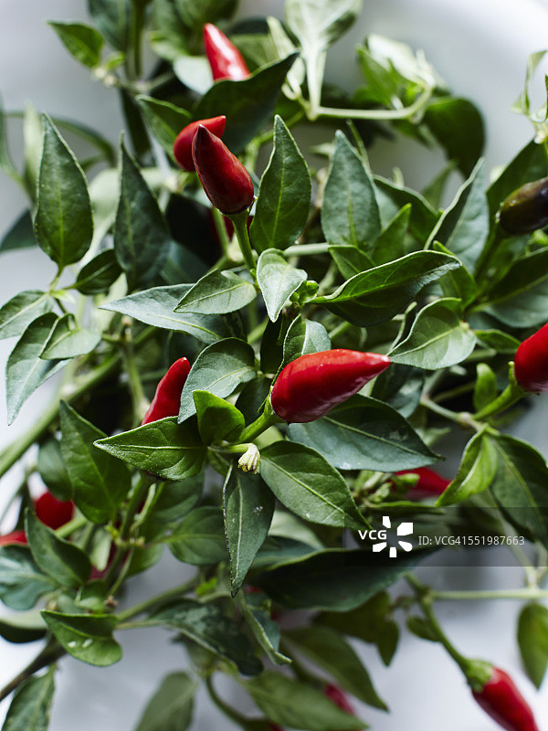 碗中红色鸟眼辣椒特写图片素材
