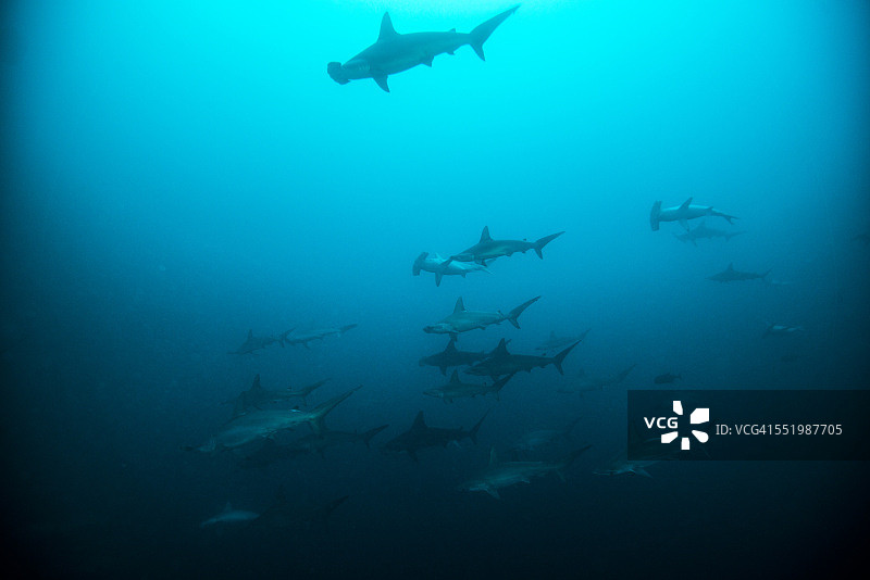 埃尔卡农，圣贝内迪克托岛，雷维利亚希赫多群岛，墨西哥的双髻鲨鱼群图片素材