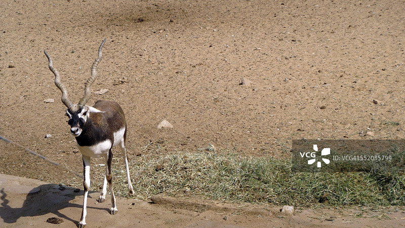 黑羚图片素材