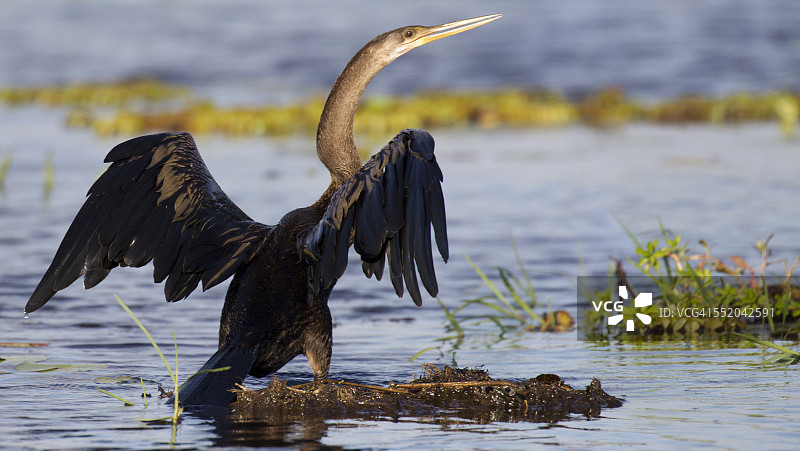鲣鸟在沼泽中晾干翅膀图片素材