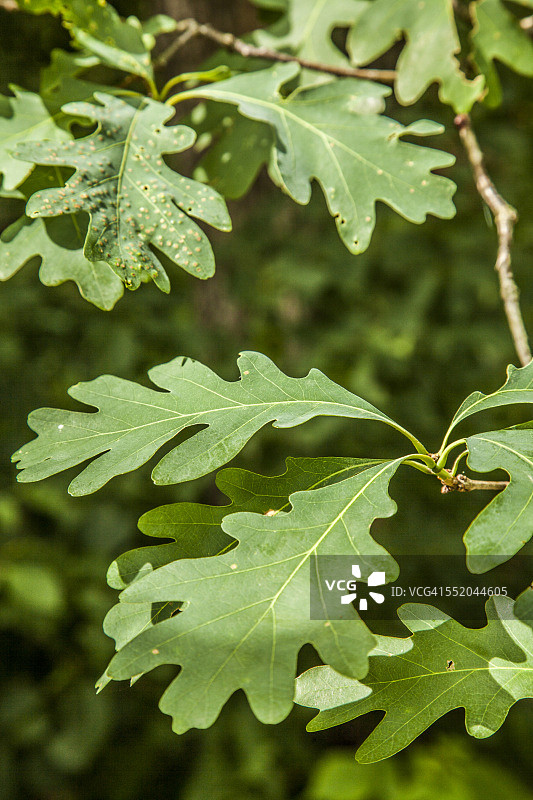 橡树叶图片素材