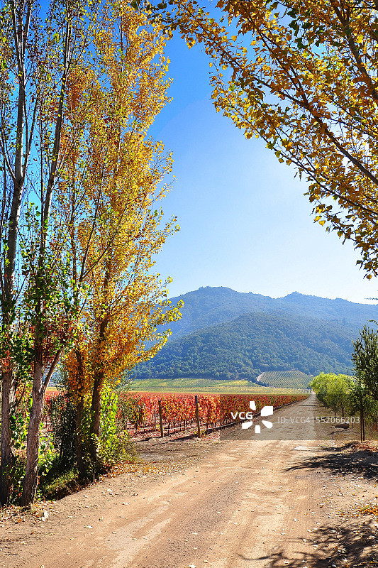 科尔查瓜山谷葡萄园的秋季图片素材