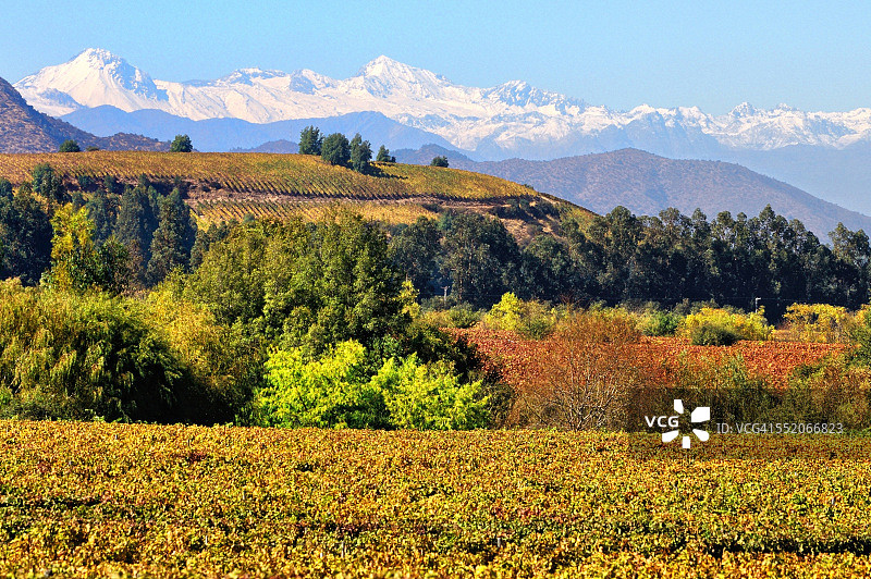 安第斯山脉背景下的葡萄园图片素材