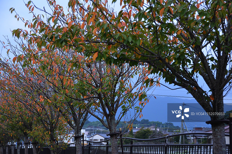 秋季樱花树图片素材