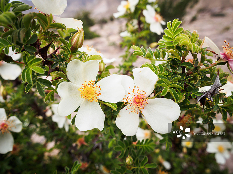 上木斯塘野生白色玫瑰花图片素材