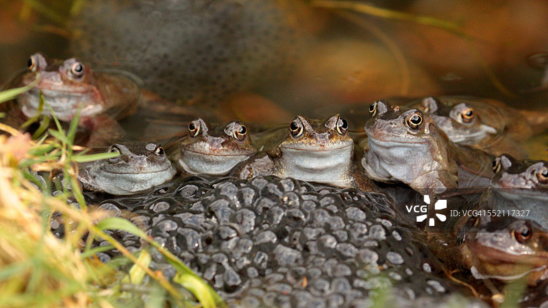产卵季节图片素材