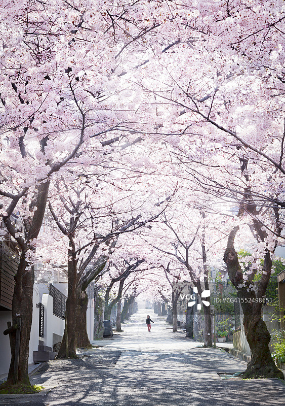 日本樱花隧道图片素材