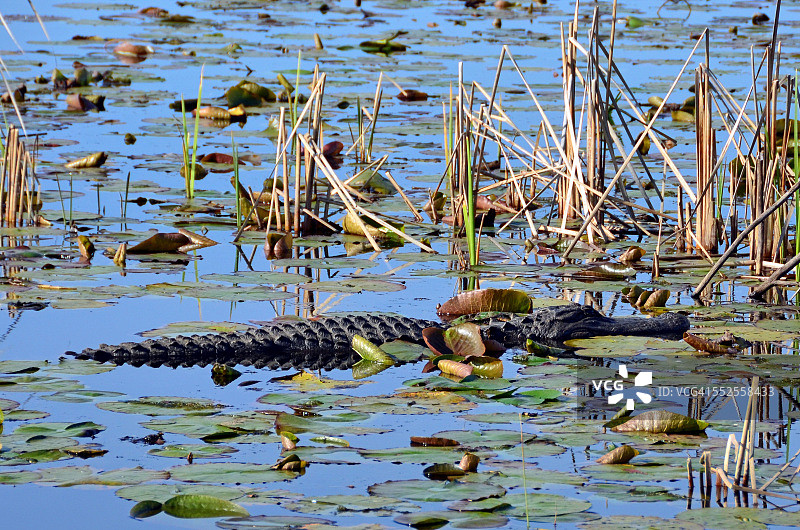 睡莲中的鳄鱼图片素材