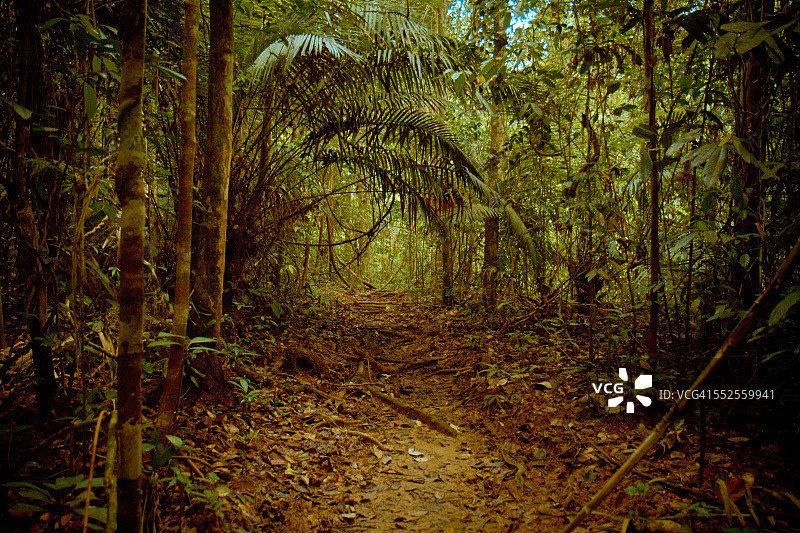 欢迎来到丛林图片素材