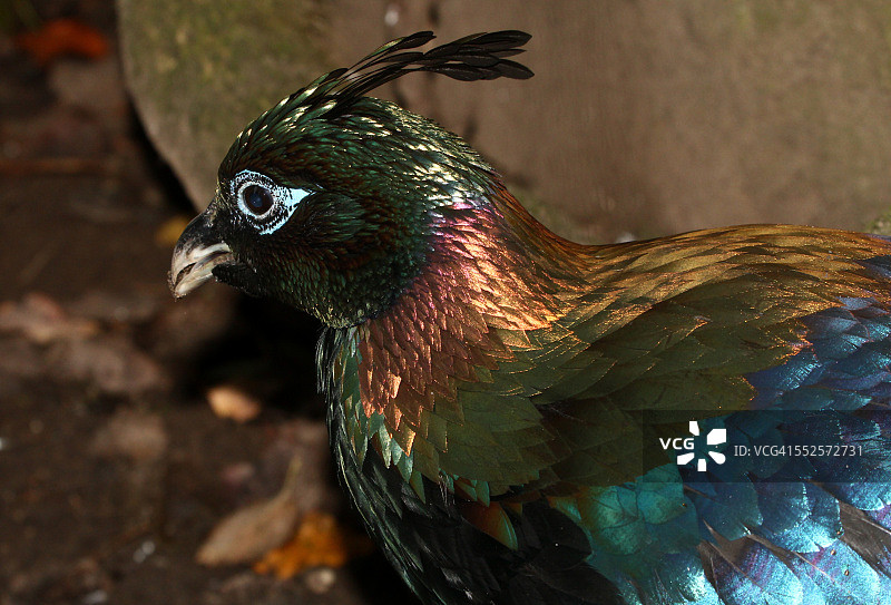 雄性喜马拉雅棕尾雉图片素材