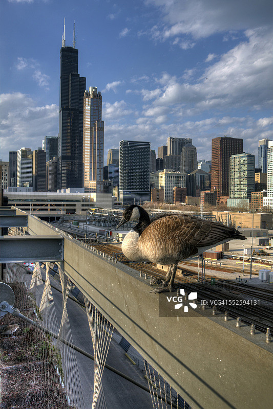 迁徙中的休息景观图片素材