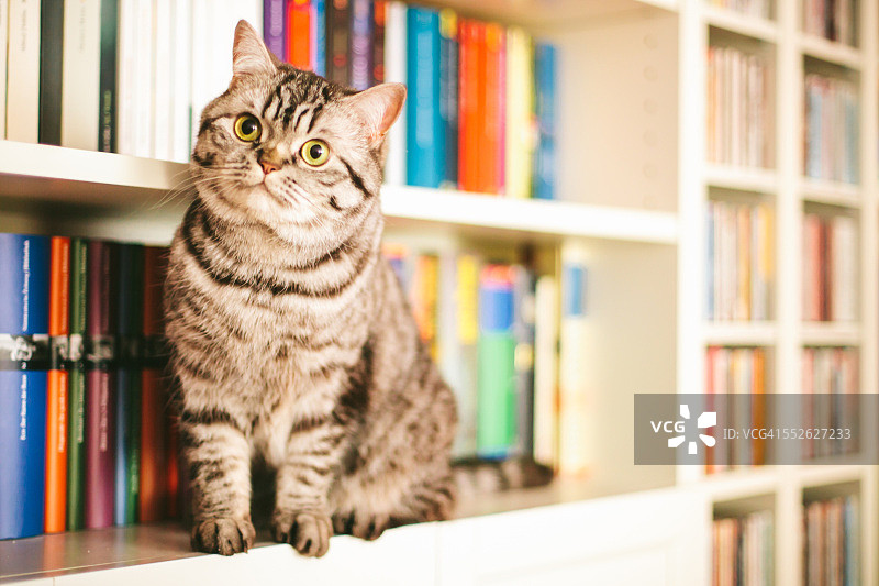 书架上的蓝色虎斑猫图片素材
