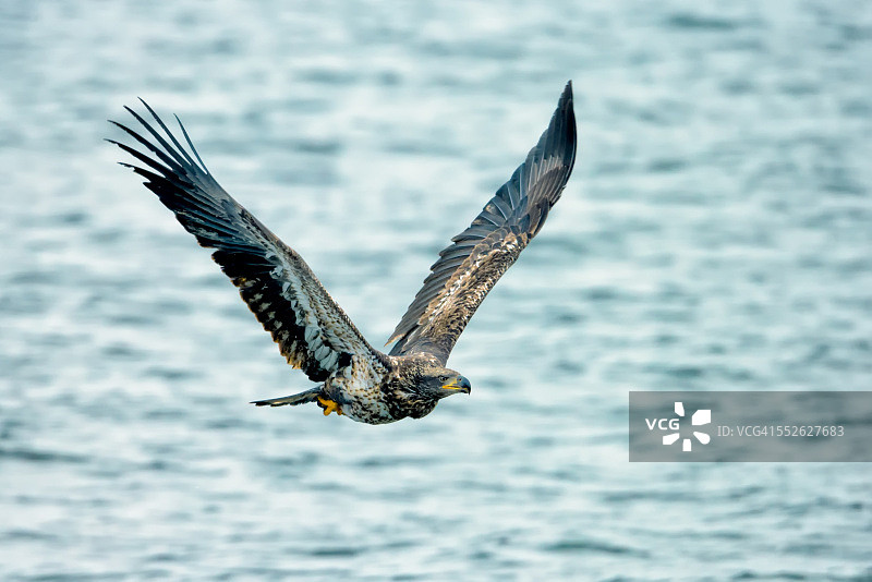 飞行中的未成年秃鹰图片素材