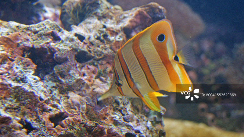 属于你的水族馆图片素材