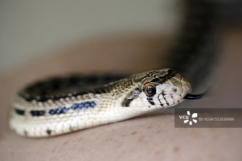 观点——宠物图片素材