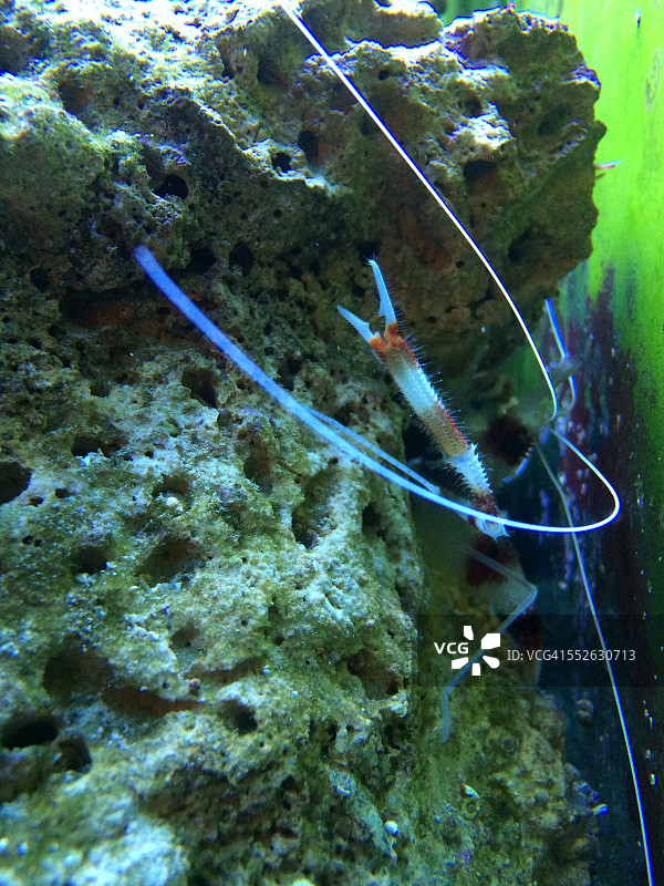 属于你的水族馆图片素材