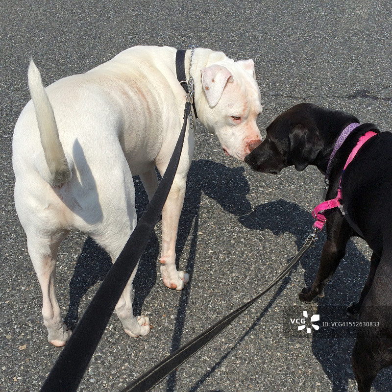 观点——宠物图片素材