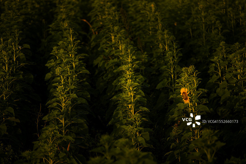 独自在宇宙中图片素材