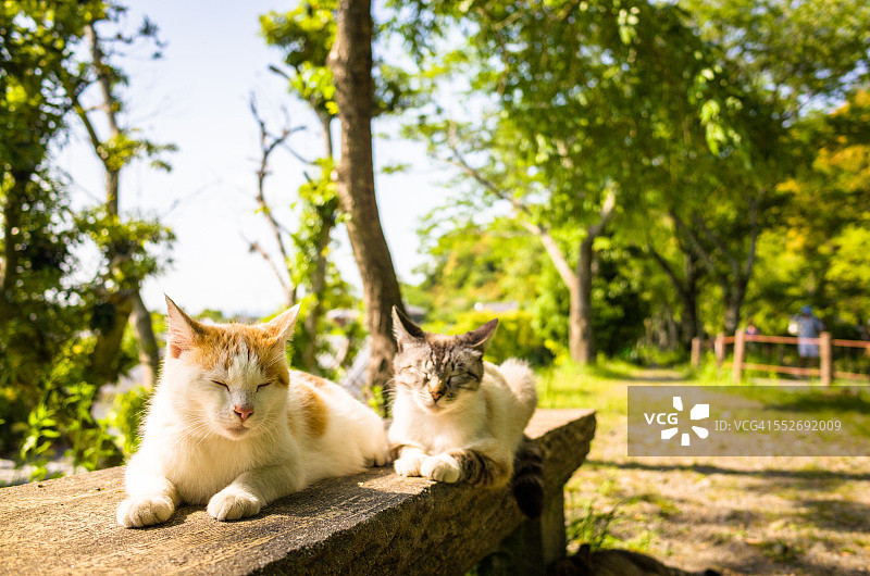 两只猫咪沐浴在阳光下图片素材