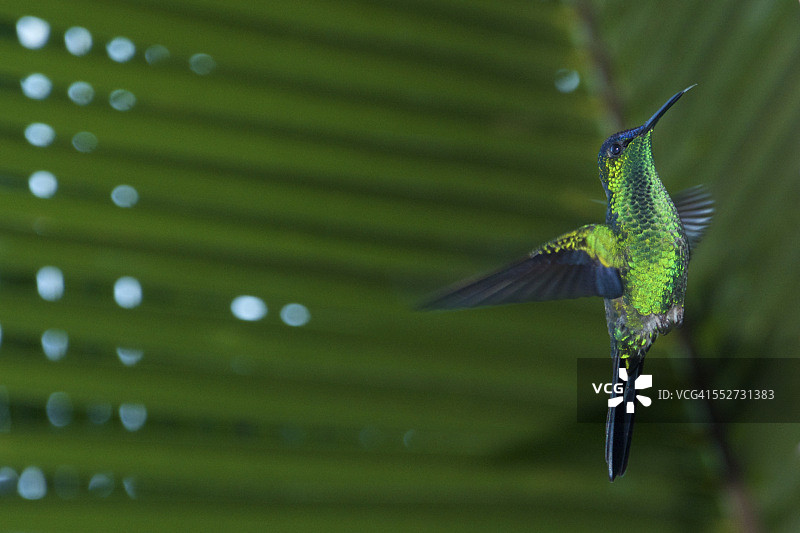 巴西的紫帽林 nymph 蜂鸟图片素材