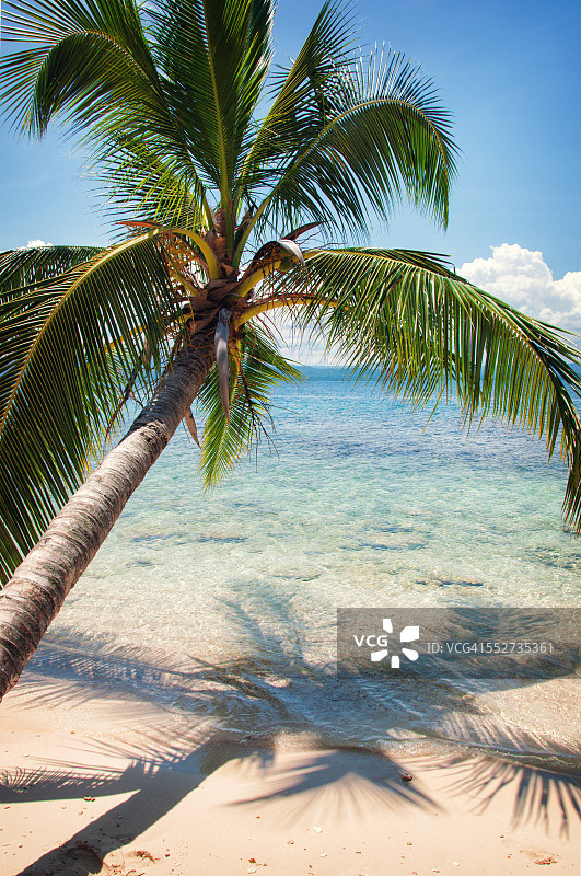 加勒比海棕榈树及其在水面上的倒影图片素材