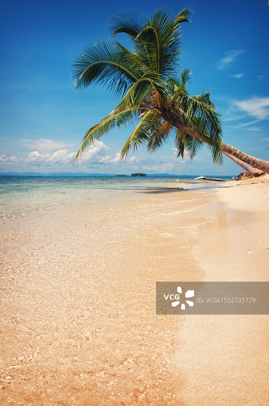 加勒比海棕榈树水景图片素材
