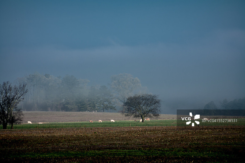 雾气笼罩的乡村早晨图片素材