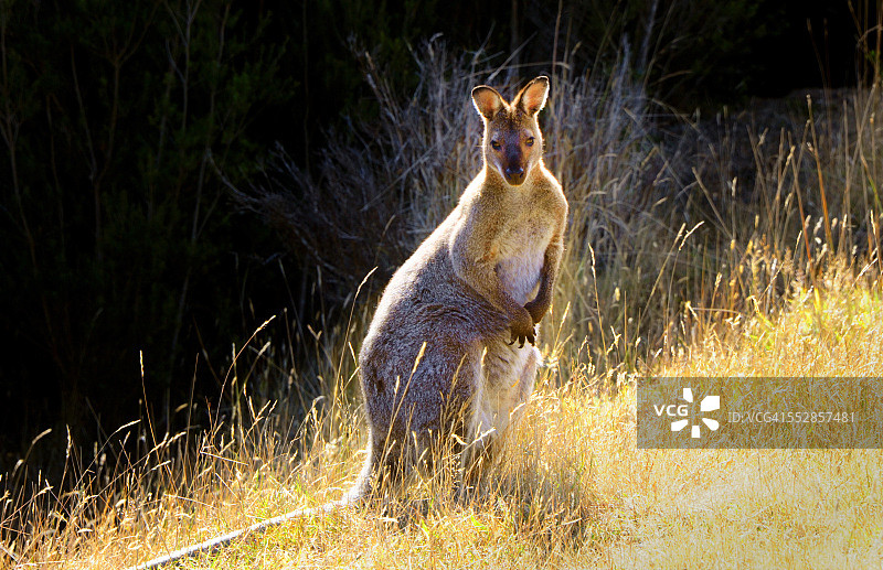 贝内特小袋鼠图片素材